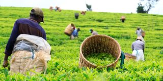 Tea pickers