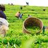 Tea pickers 