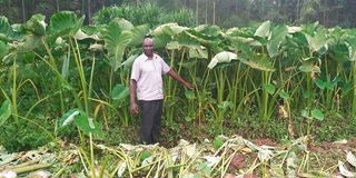 James Nyagwoka