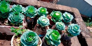 Cabbages