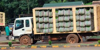 A tea collection truck delivering green leaves