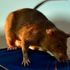 Giant pouched rat