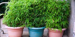 Bamboo plants