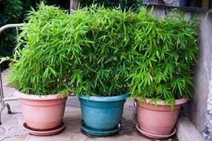 Bamboo plants 