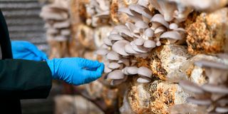 Mushrooms