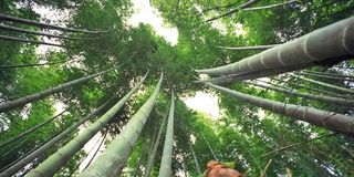Bamboo
