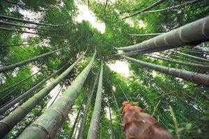 Bamboo
