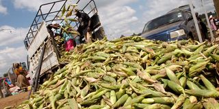 Green maize