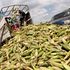 Green maize 