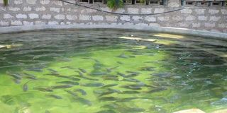 Fish pond
