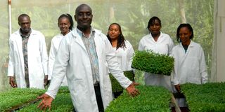 Rukaria Potato Farm