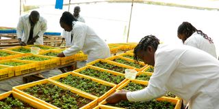 Rukaria Potato Farm