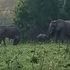 Elephants