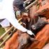 Livestock vaccination