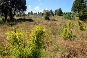 Kaptagat Forest