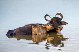 Water buffalo