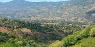 Makongo