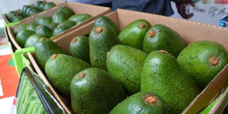 Avocado