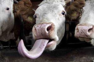 Cow