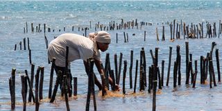 Seaweed farmer