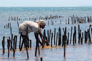 Seaweed farmer