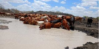 Cattle