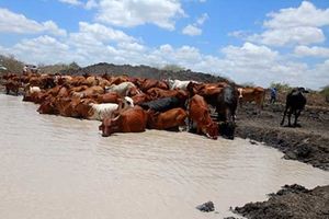 Cattle