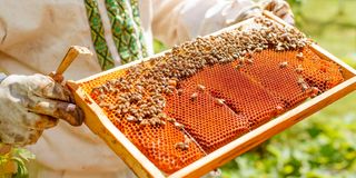 Beekeeping
