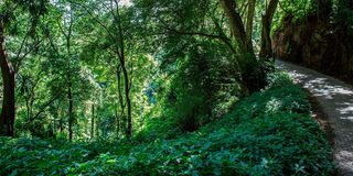 Nyekweri Forest