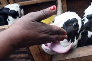 Calf