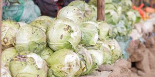 Cabbage