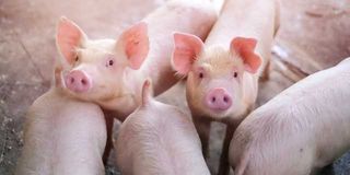 Pigs