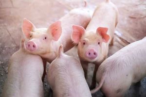 Pigs