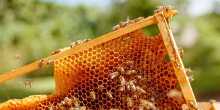 Bees