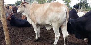 Cow