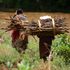 Firewood 