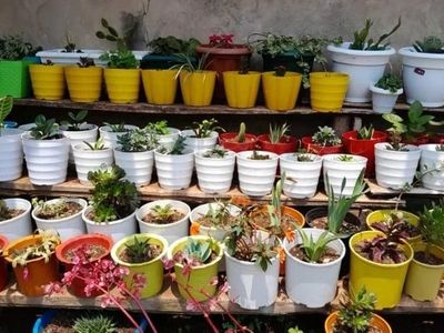 Kilimo cha maua kilivyo fursa mpya ya ajira nchini
